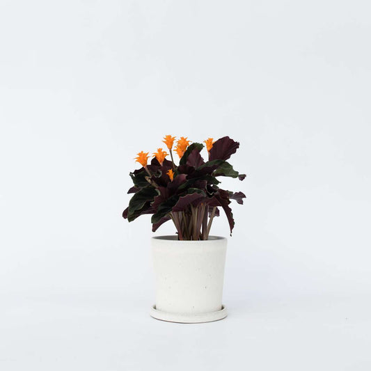 Calathea Korbmarante - Calathea Crocata 'Tassmania' - Höhe 40-50Cm - ⌀14Cm