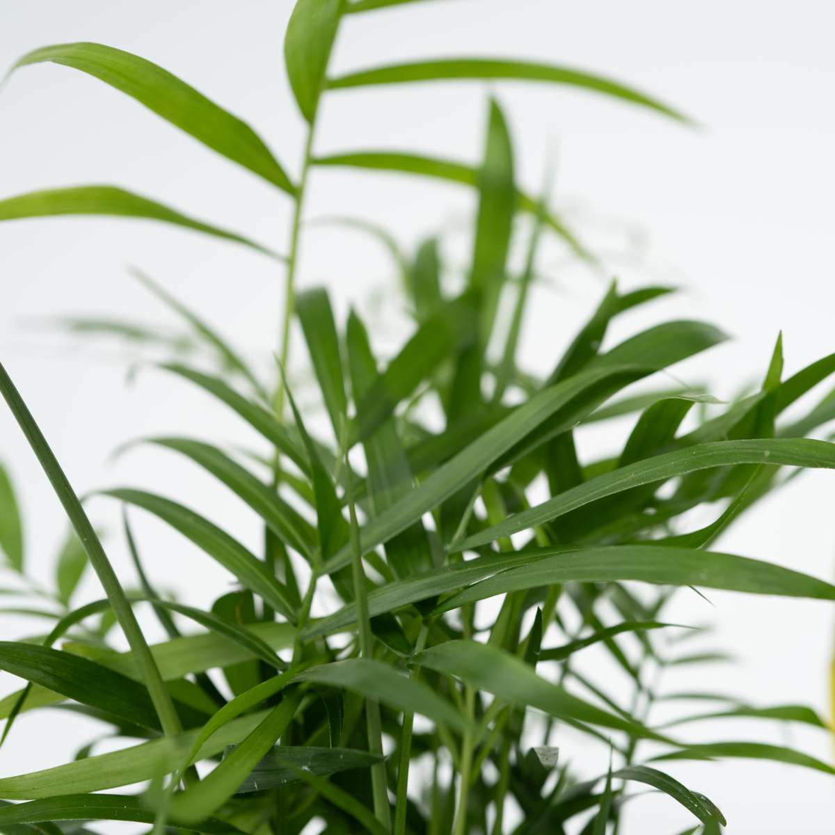 Other Green Houseplants Einfache Zimmerpflanzen - 4 Stk - Höhe 25-40Cm - ⌀12Cm