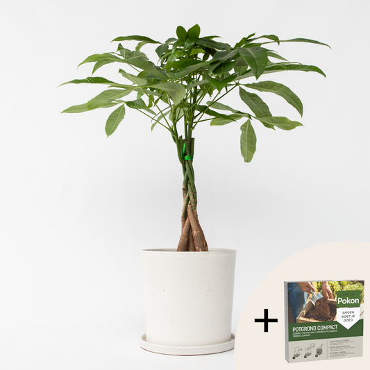 Other Green Houseplants Glückskastanie - Pachira Aquatica - Höhe 60-70Cm - ⌀17Cm