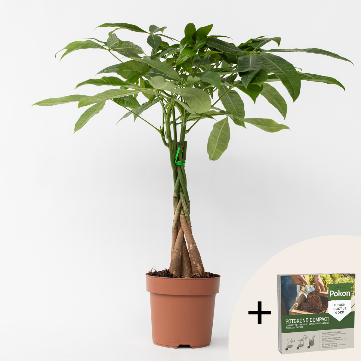 Other Green Houseplants Glückskastanie - Pachira Aquatica - Höhe 60-70Cm - ⌀17Cm