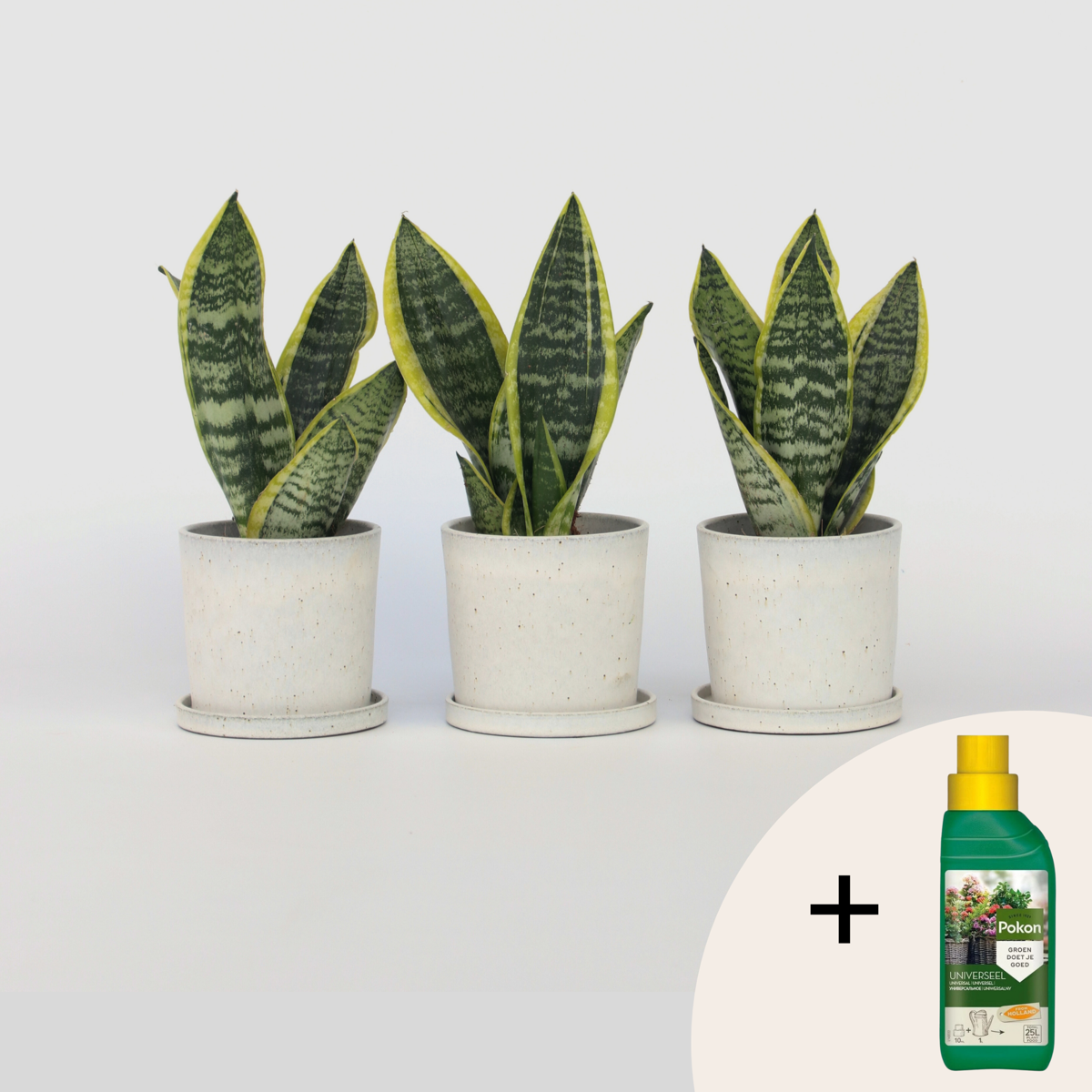 Sansevieria Bogenhanf - 3 Stk - Sansevieria 'Futura Superba' - Höhe 35-40Cm - ⌀12Cm
