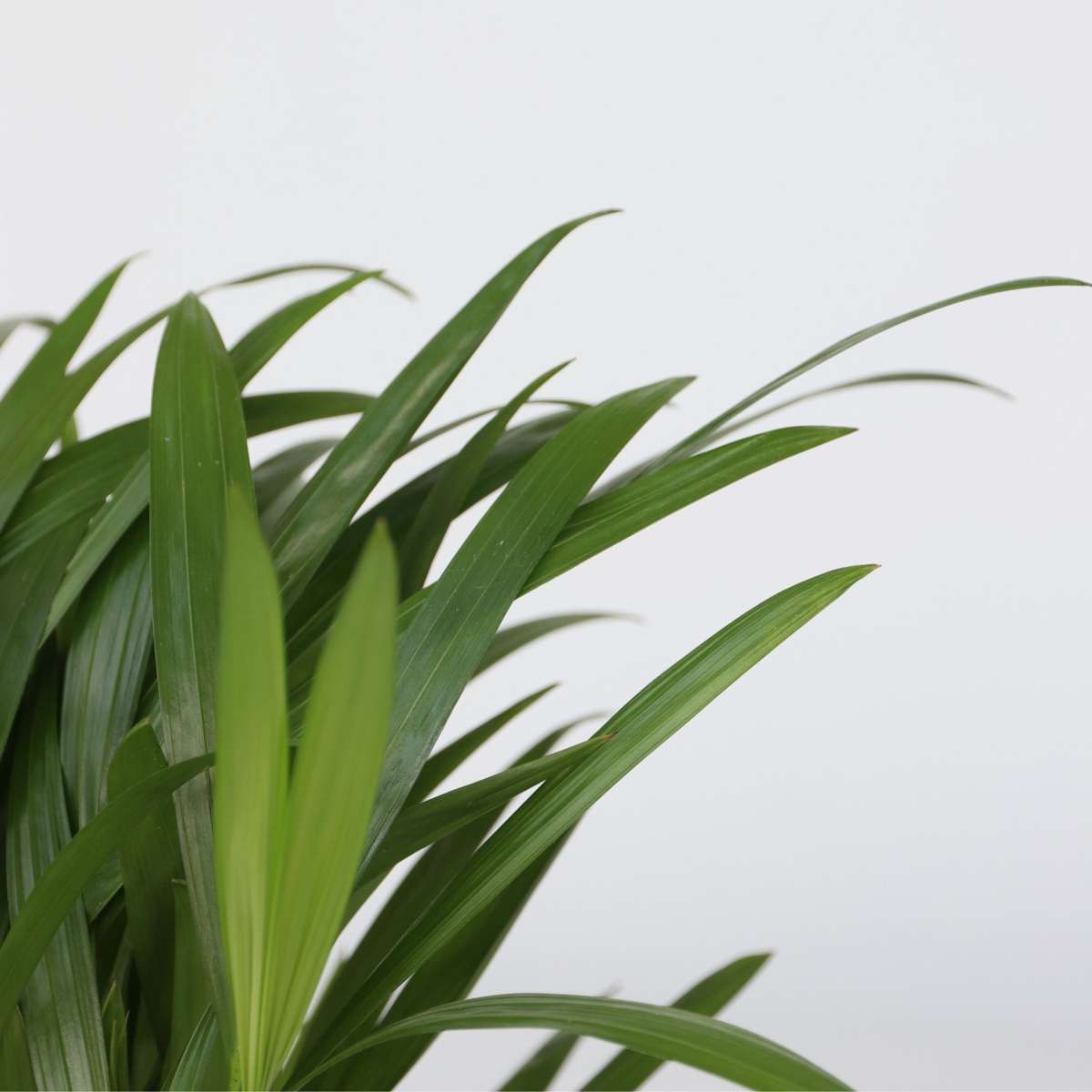 Other Green Houseplants Luftreinigende Zimmerpflanzen - 5 Stk - Höhe 25-40Cm - ⌀12Cm