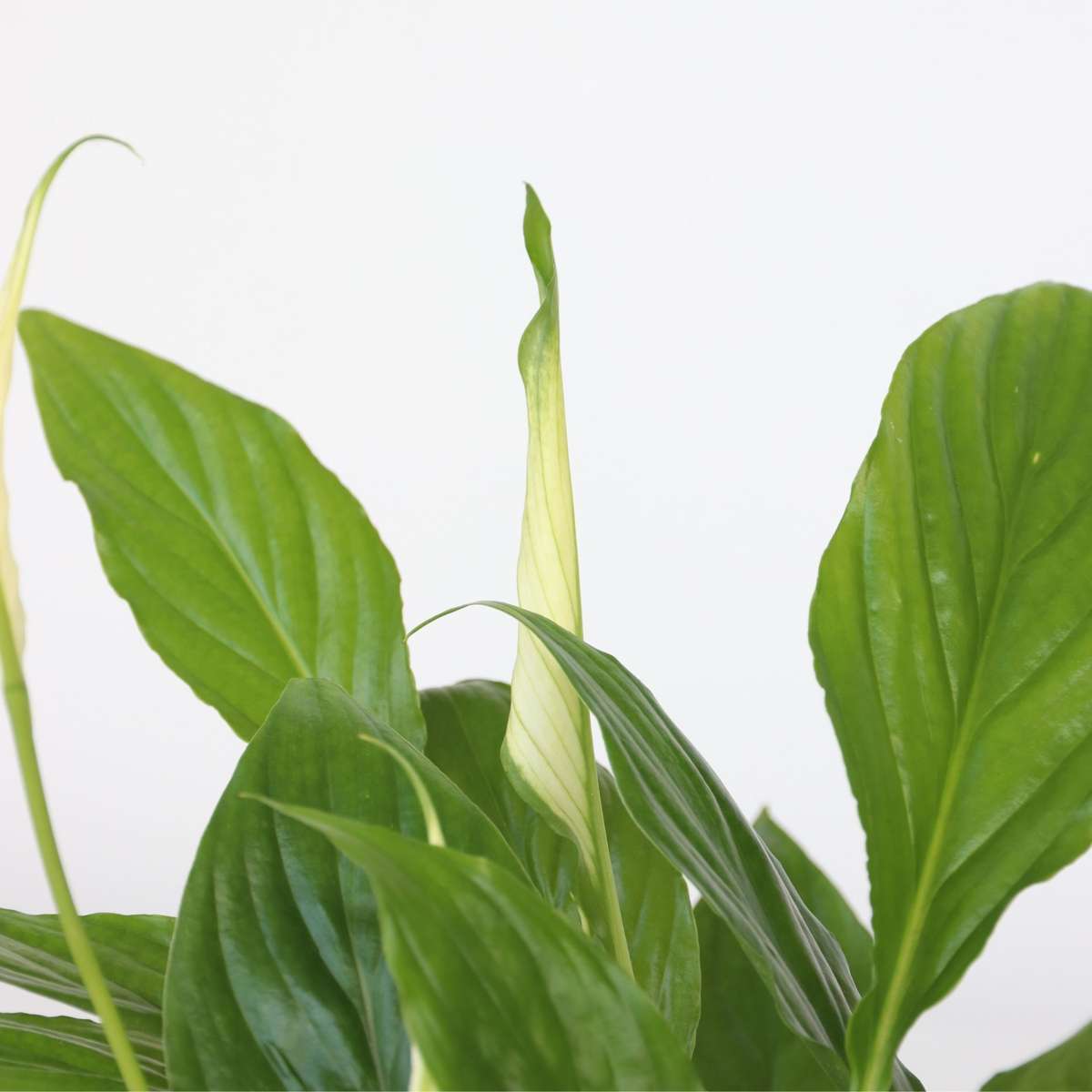 Other Green Houseplants Luftreinigende Zimmerpflanzen - 5 Stk - Höhe 25-40Cm - ⌀12Cm