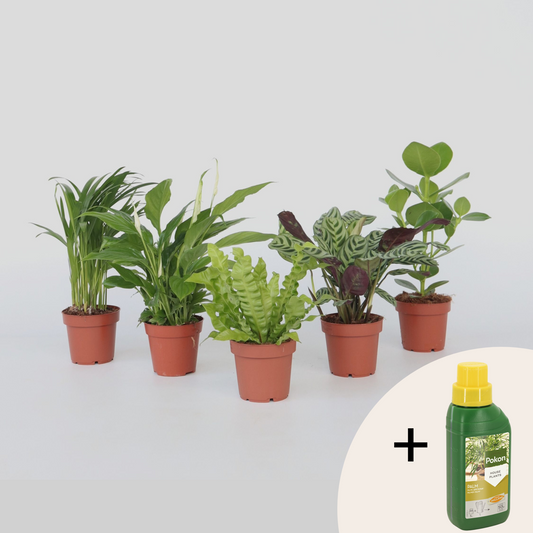 Other Green Houseplants Luftreinigende Zimmerpflanzen - 5 Stk - Höhe 25-40Cm - ⌀12Cm