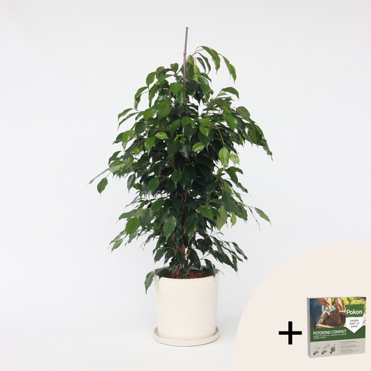 Other Green Houseplants Geigenpflanze - Ficus Benjamina 'Danielle' - Höhe 100-110Cm - ⌀21Cm