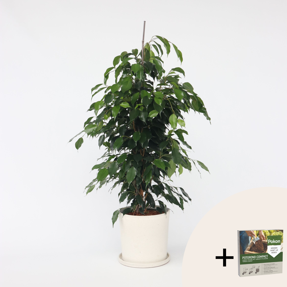 Other Green Houseplants Geigenpflanze - Ficus Benjamina 'Danielle' - Höhe 100-110Cm - ⌀21Cm