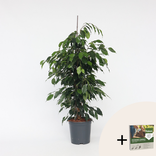 Other Green Houseplants Geigenpflanze - Ficus Benjamina 'Danielle' - Höhe 100-110Cm - ⌀21Cm