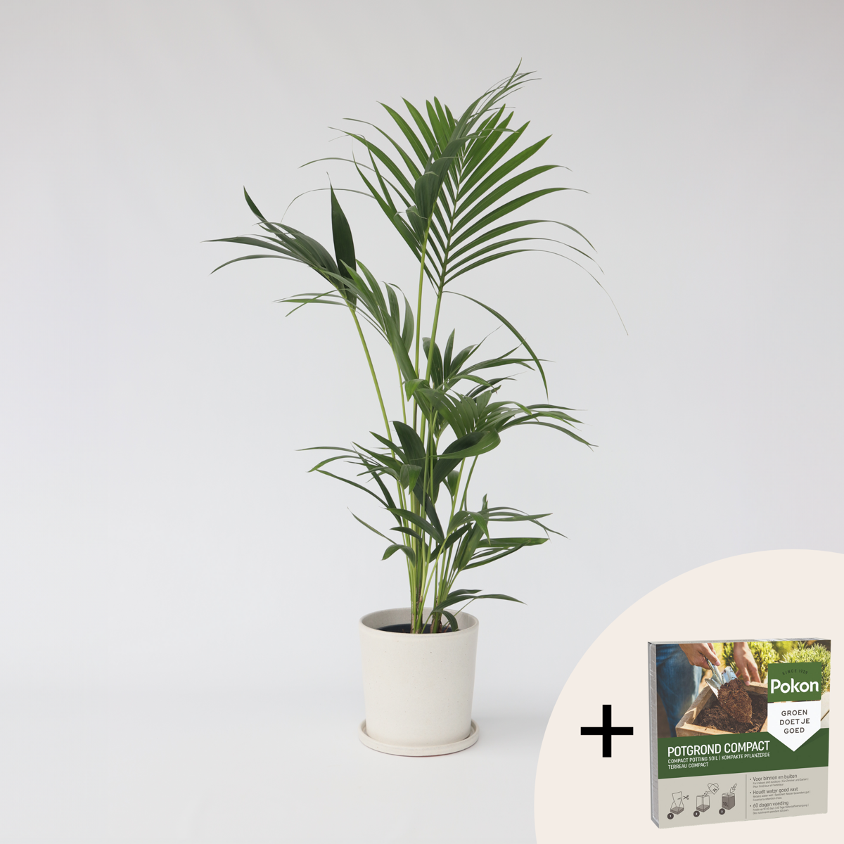 Indoor Palms Kentia Palme - Howea Forsteriana - Höhe 90-100Cm - ⌀18Cm