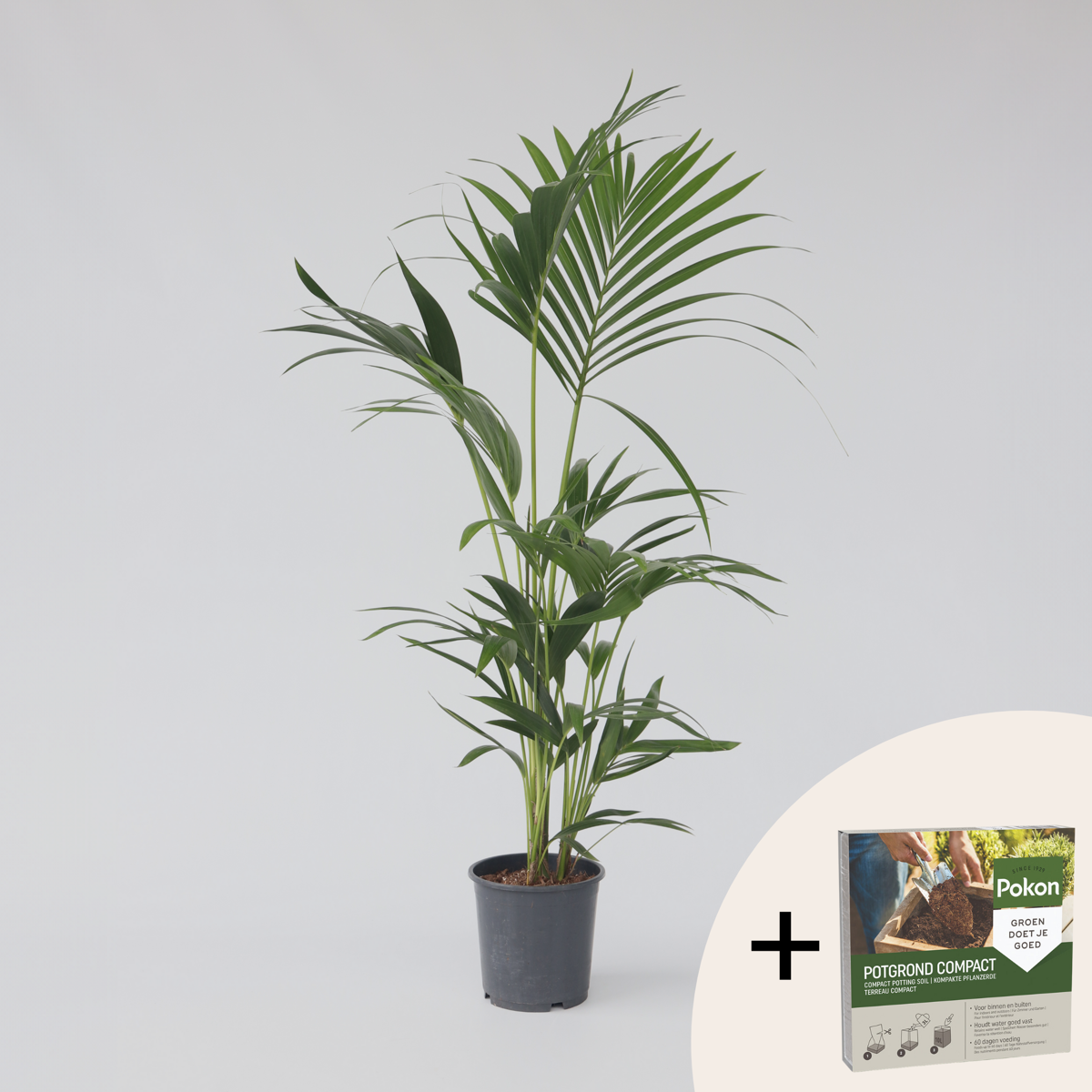 Indoor Palms Kentia Palme - Howea Forsteriana - Höhe 90-100Cm - ⌀18Cm