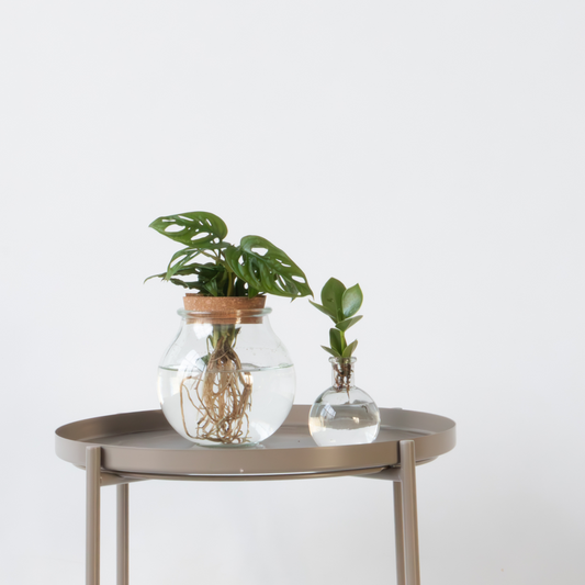 Hydroponics Pflanzenmix Im Glas - 2Er Set - Clusia, Monstera - Höhe 15-35Cm - ⌀20Cm