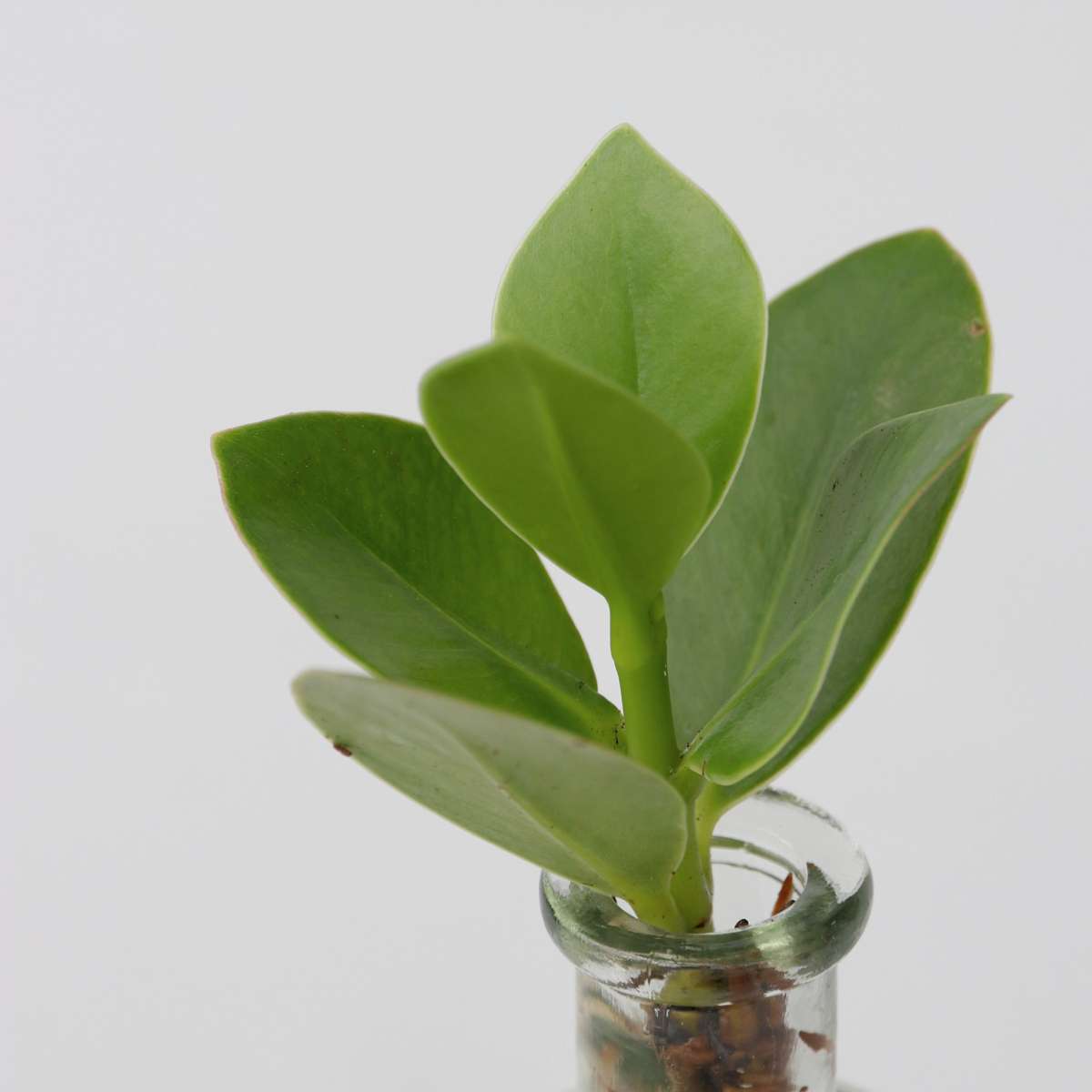 Hydroponics Pflanzenmix Im Glas - 2Er Set - Clusia, Monstera - Höhe 15-35Cm - ⌀20Cm