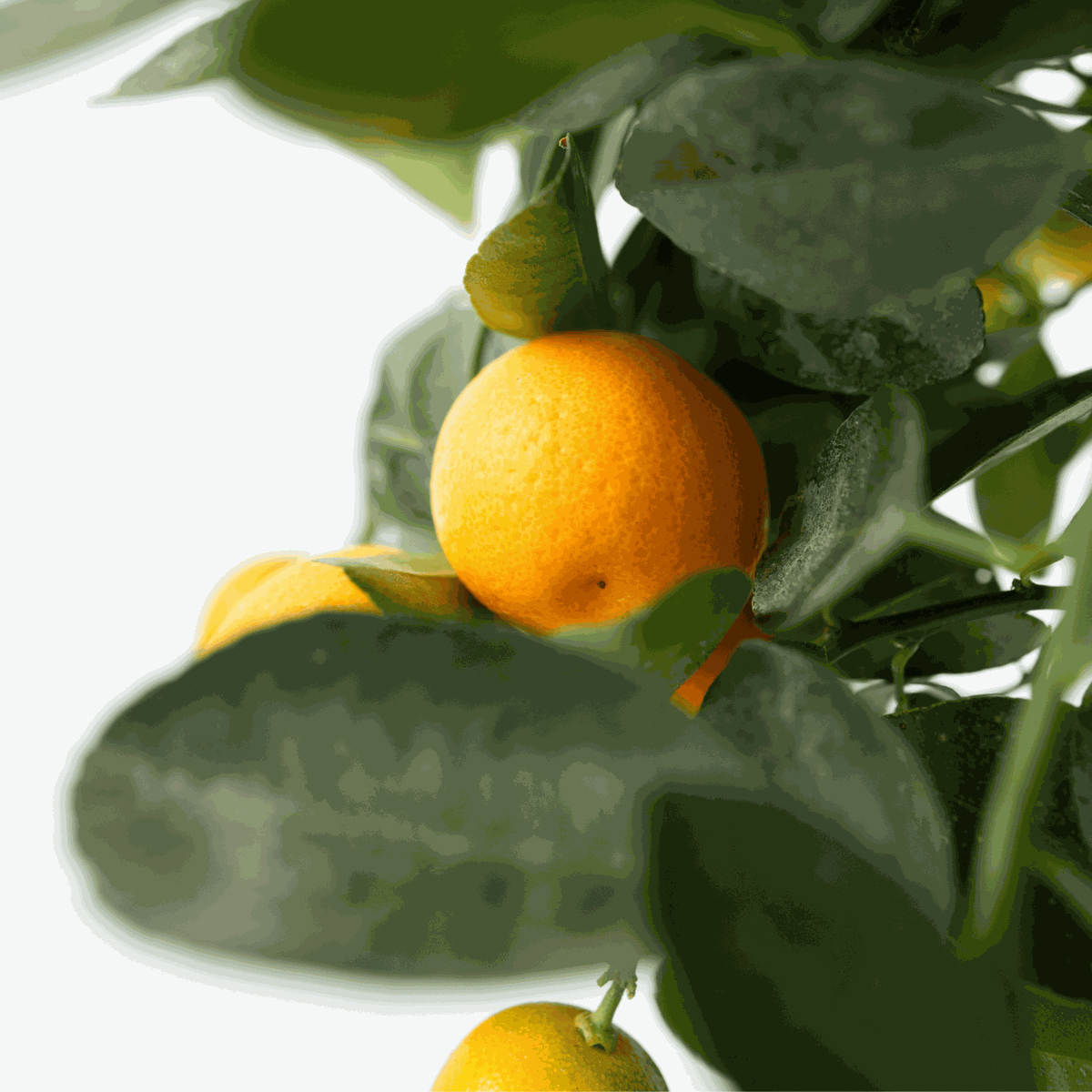 Fruit Trees Orangenbaum - 3Er-Set - Citrus Mitis Calamondin - Höhe 25-40Cm - ⌀9Cm