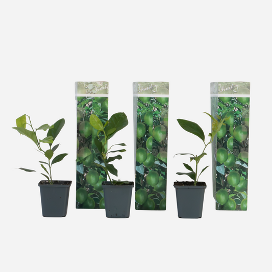 Fruit Trees Zitronenbaum - 3Er-Set - Citrus Limon - Höhe 25-40Cm - ⌀9Cm