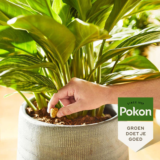 Plant Food Pokon Futterkegel Zimmerpflanzen - 10 Stück