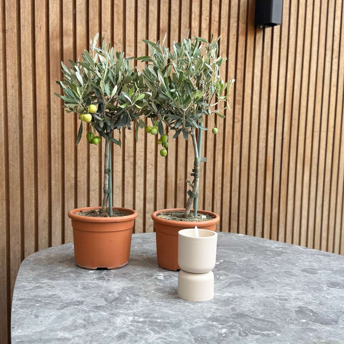 Olive Trees Olivenbaum - 2 Stk - Olea Europaea - Höhe 50-60Cm - ⌀14Cm