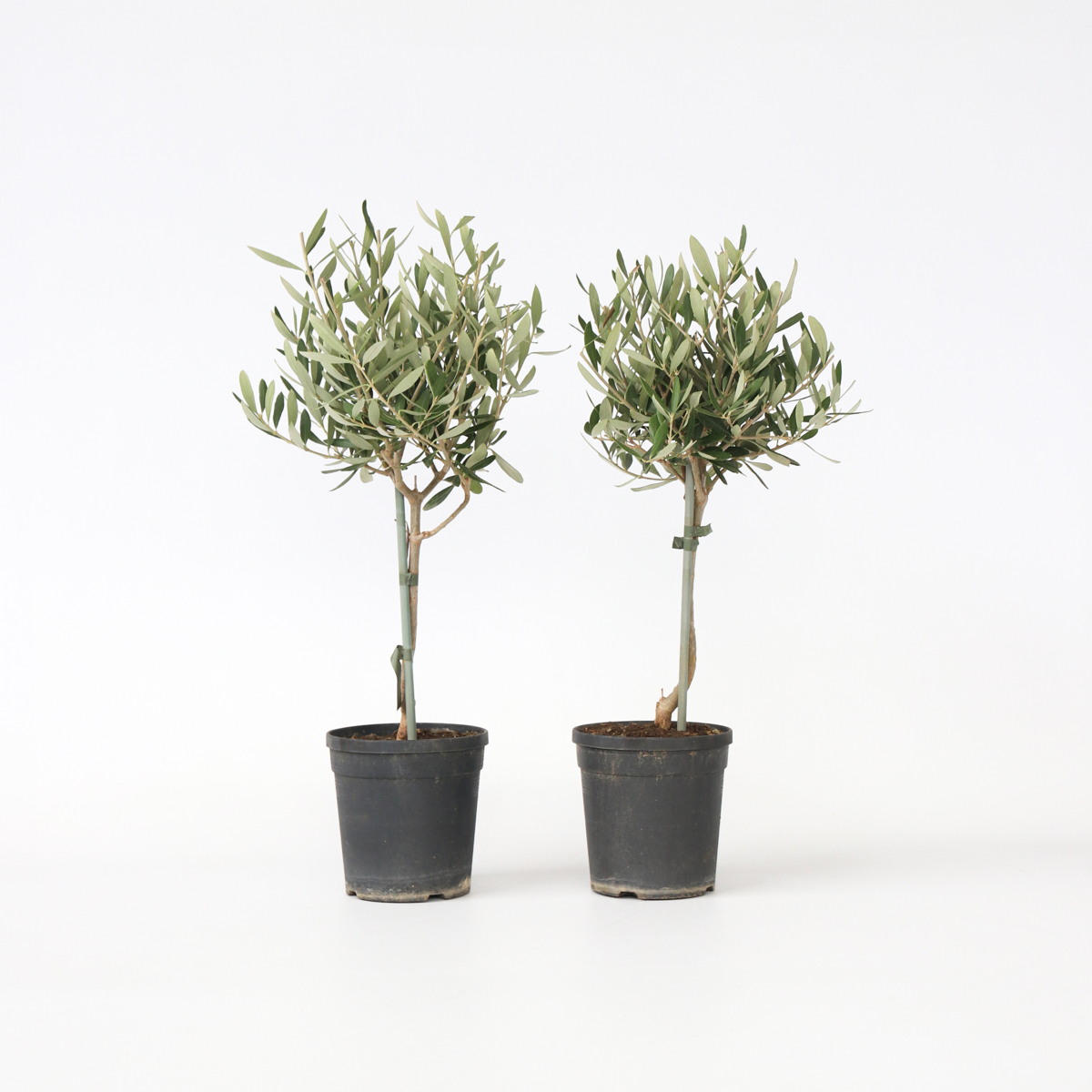 Olive Trees Olivenbaum - 2 Stk - Olea Europaea - Höhe 50-60Cm - ⌀14Cm