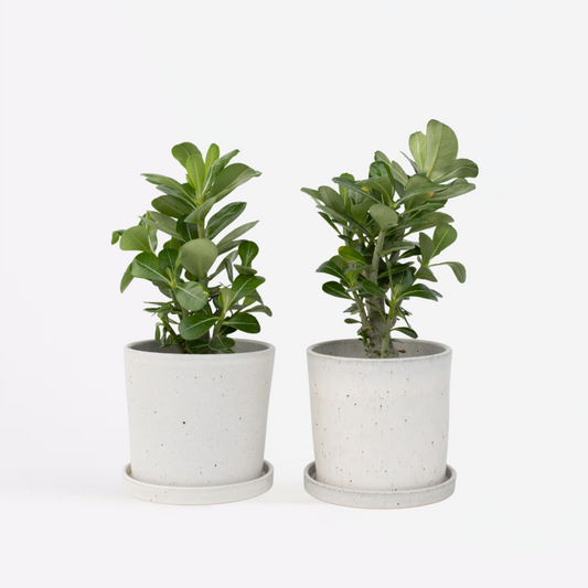 Blooming Houseplants Wüstenrose - 2 Stk - Adenium Obesum - Höhe 25-40Cm - ⌀11Cm