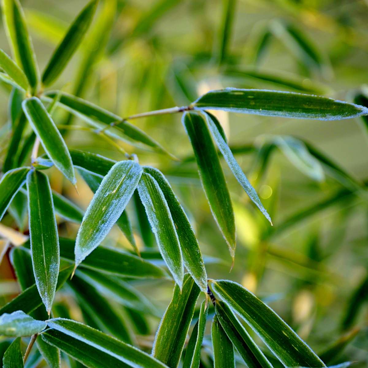 Bamboo Shrubs Bambus - 6 Stk - Fargesia Rufa - Höhe 25-40Cm - ⌀13Cm