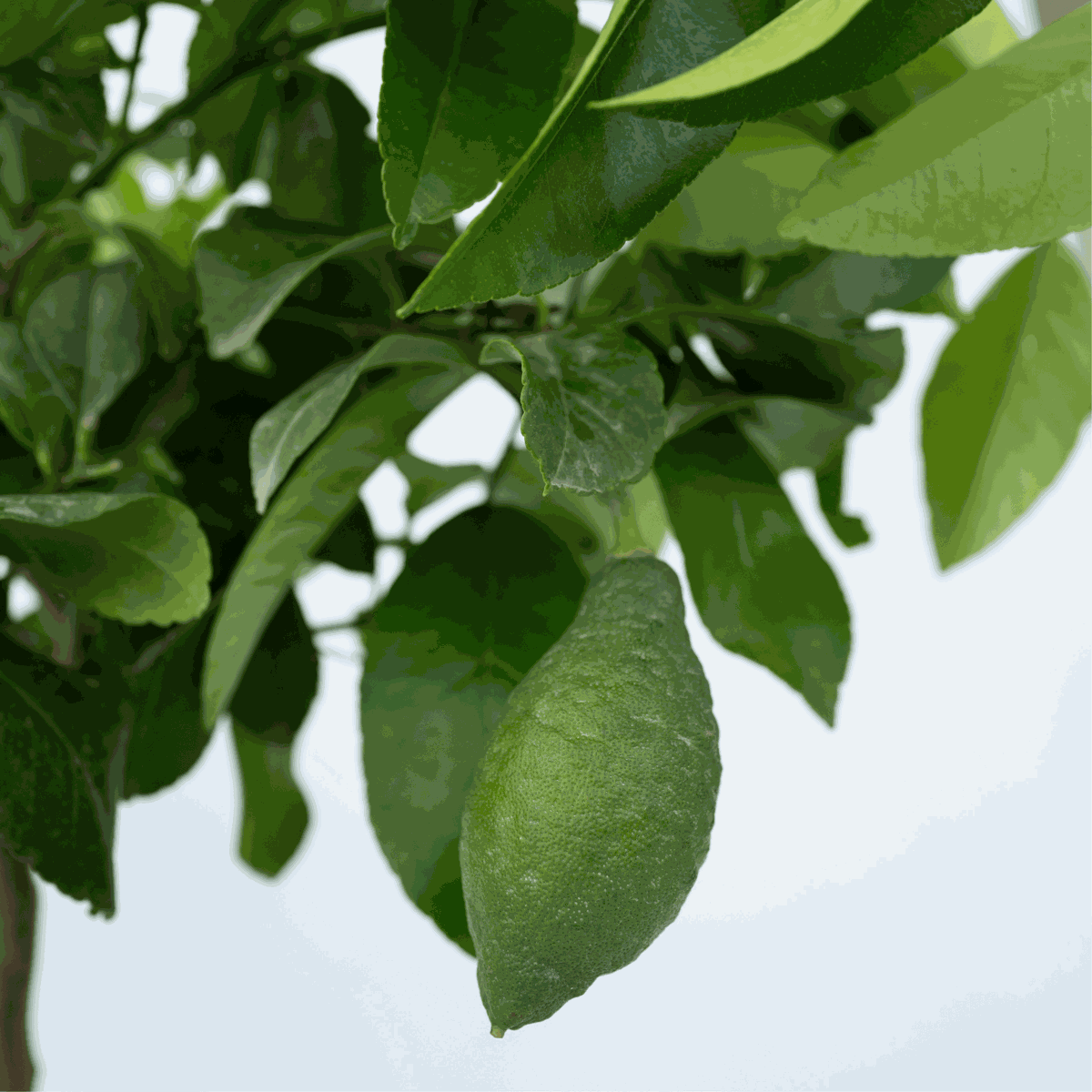 Fruit Trees Zitronenbaum - Citrus Limon - Höhe 60-70Cm - ⌀19Cm