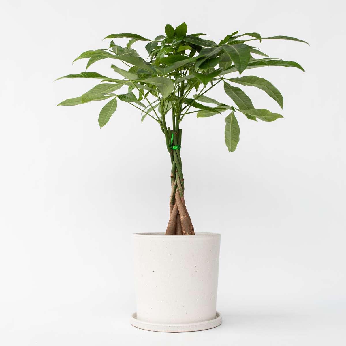 Other Green Houseplants Glückskastanie - Pachira Aquatica - Höhe 60-70Cm - ⌀17Cm
