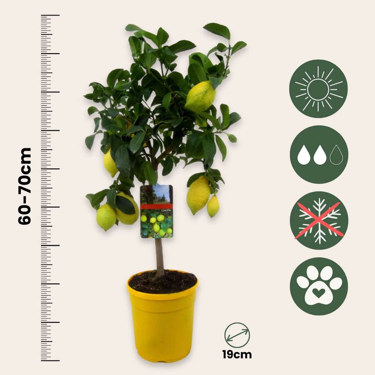 Fruit Trees Zitronenbaum - Citrus Limon - Höhe 60-70Cm - ⌀19Cm