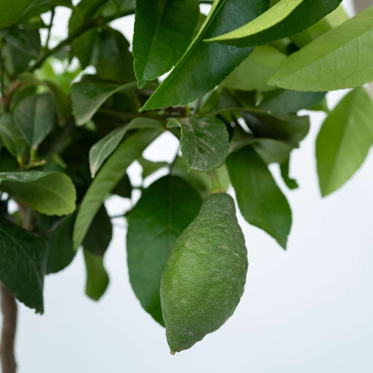 Fruit Trees Zitronenbaum - Citrus Limon - Höhe 60-70Cm - ⌀19Cm