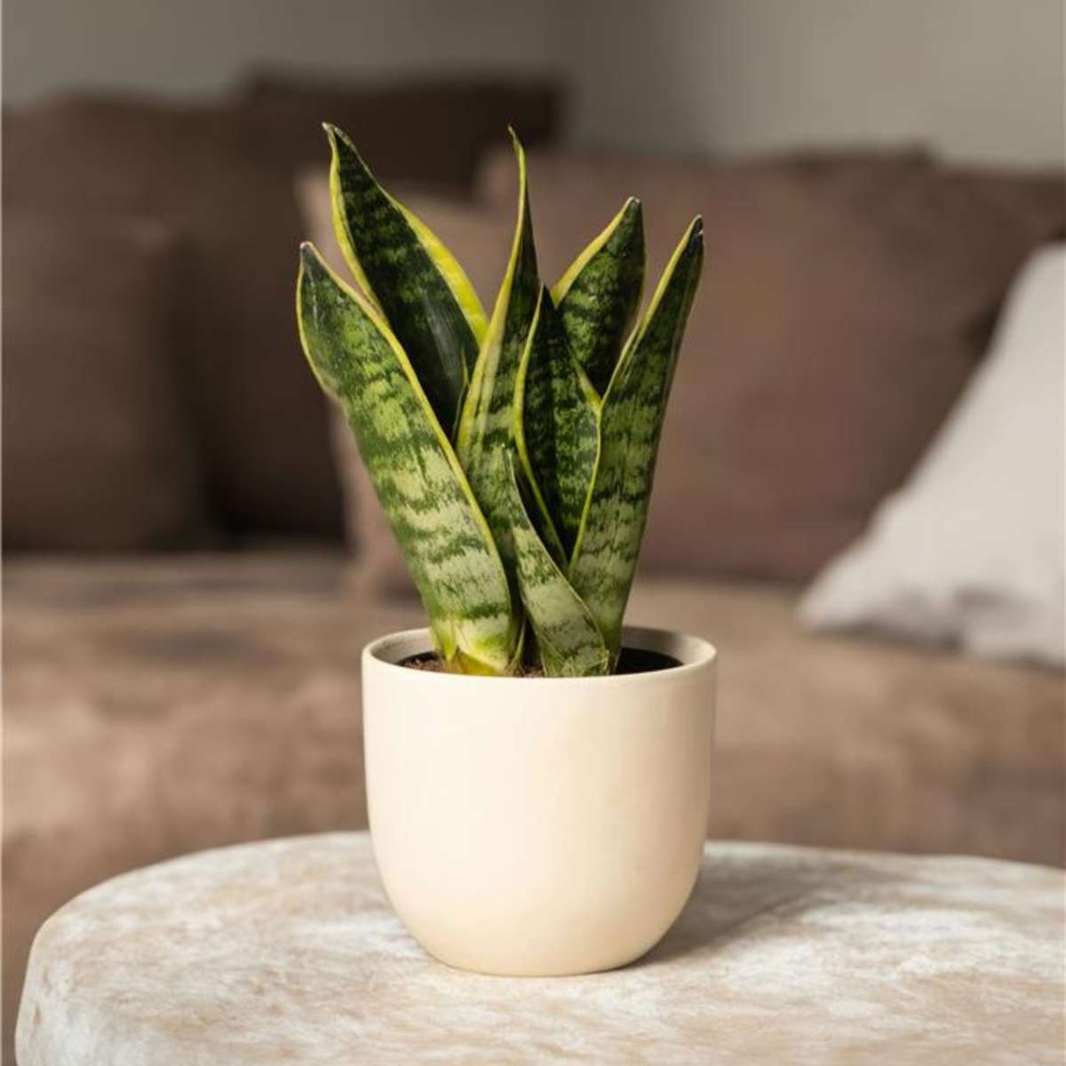 Sansevieria Bogenhanf - 3 Stk - Sansevieria 'Futura Superba' - Höhe 35-40Cm - ⌀12Cm