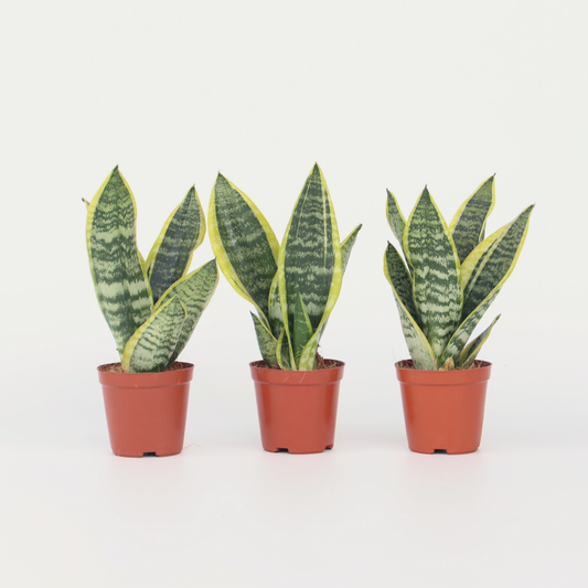 Sansevieria Bogenhanf - 3 Stk - Sansevieria 'Futura Superba' - Höhe 35-40Cm - ⌀12Cm
