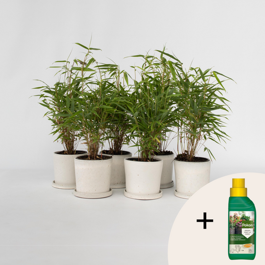 Bamboo Shrubs Bambus - 6 Stk - Fargesia Rufa - Höhe 25-40Cm - ⌀13Cm