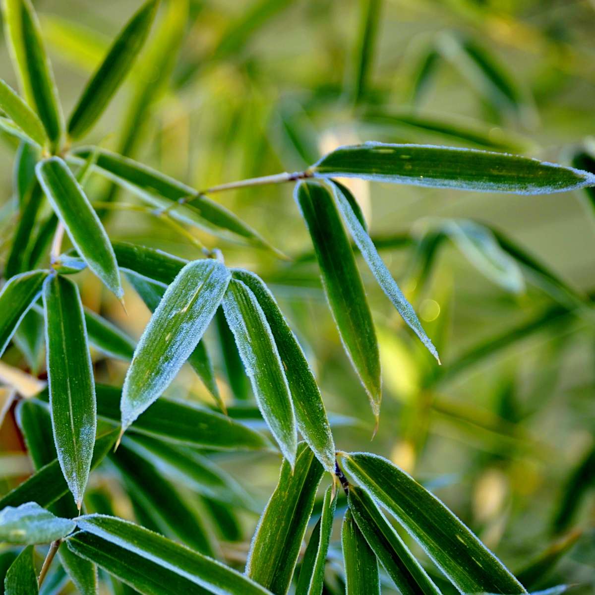 Bamboo Shrubs Bambus - 6 Stk - Fargesia Rufa - Höhe 25-40Cm - ⌀13Cm