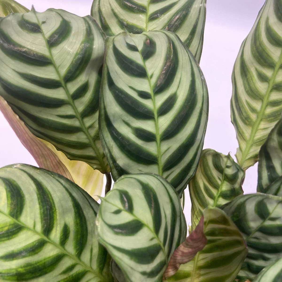 Other Green Houseplants Luftreinigende Zimmerpflanzen - 5 Stk - Höhe 25-40Cm - ⌀12Cm