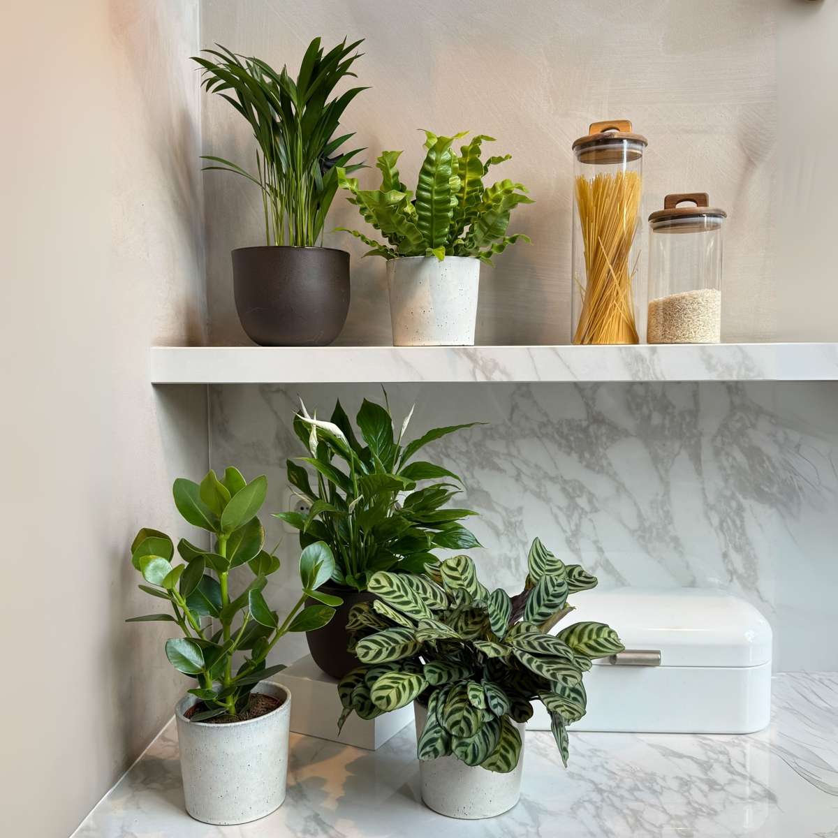 Other Green Houseplants Luftreinigende Zimmerpflanzen - 5 Stk - Höhe 25-40Cm - ⌀12Cm