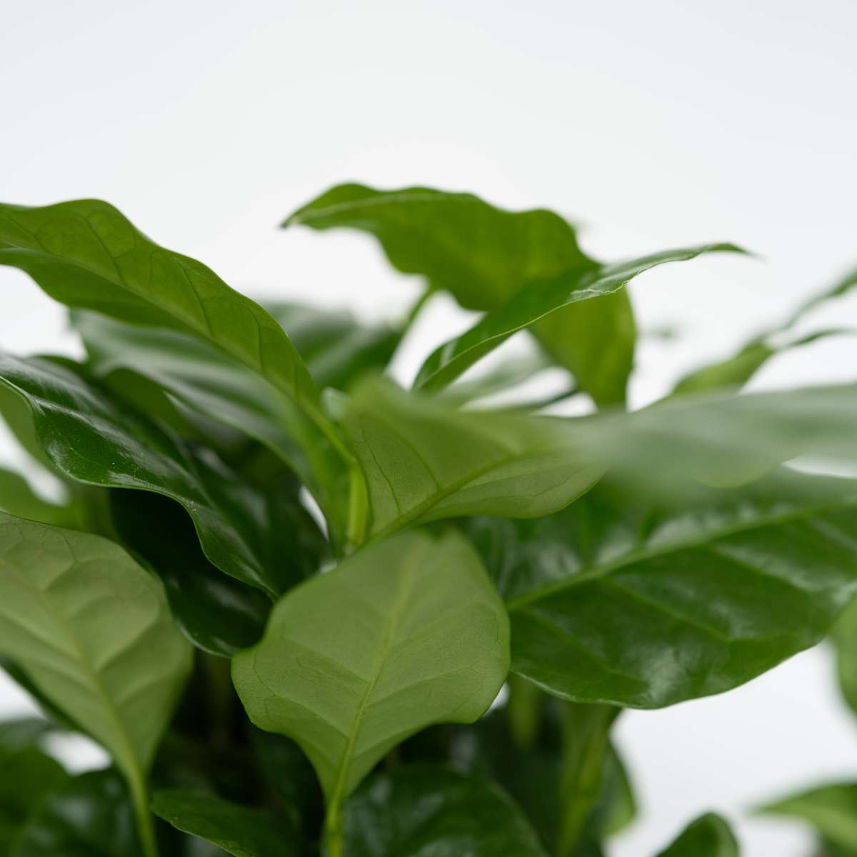 Other Green Houseplants Vier Pflanzen - 4 Stk - Chamaedorea Musa Syngonium Coffea - Höhe 25-40Cm - ⌀12Cm