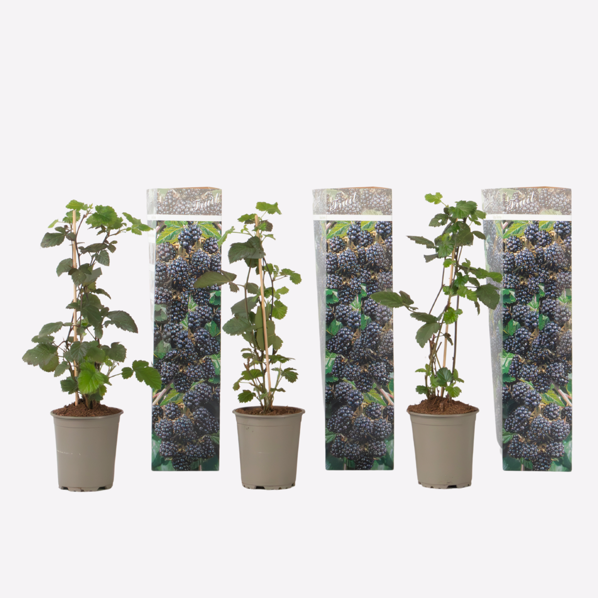 Fruit Trees Brombeere - 3Er-Set - Rubus Thornless - Höhe 25-40Cm - ⌀9Cm