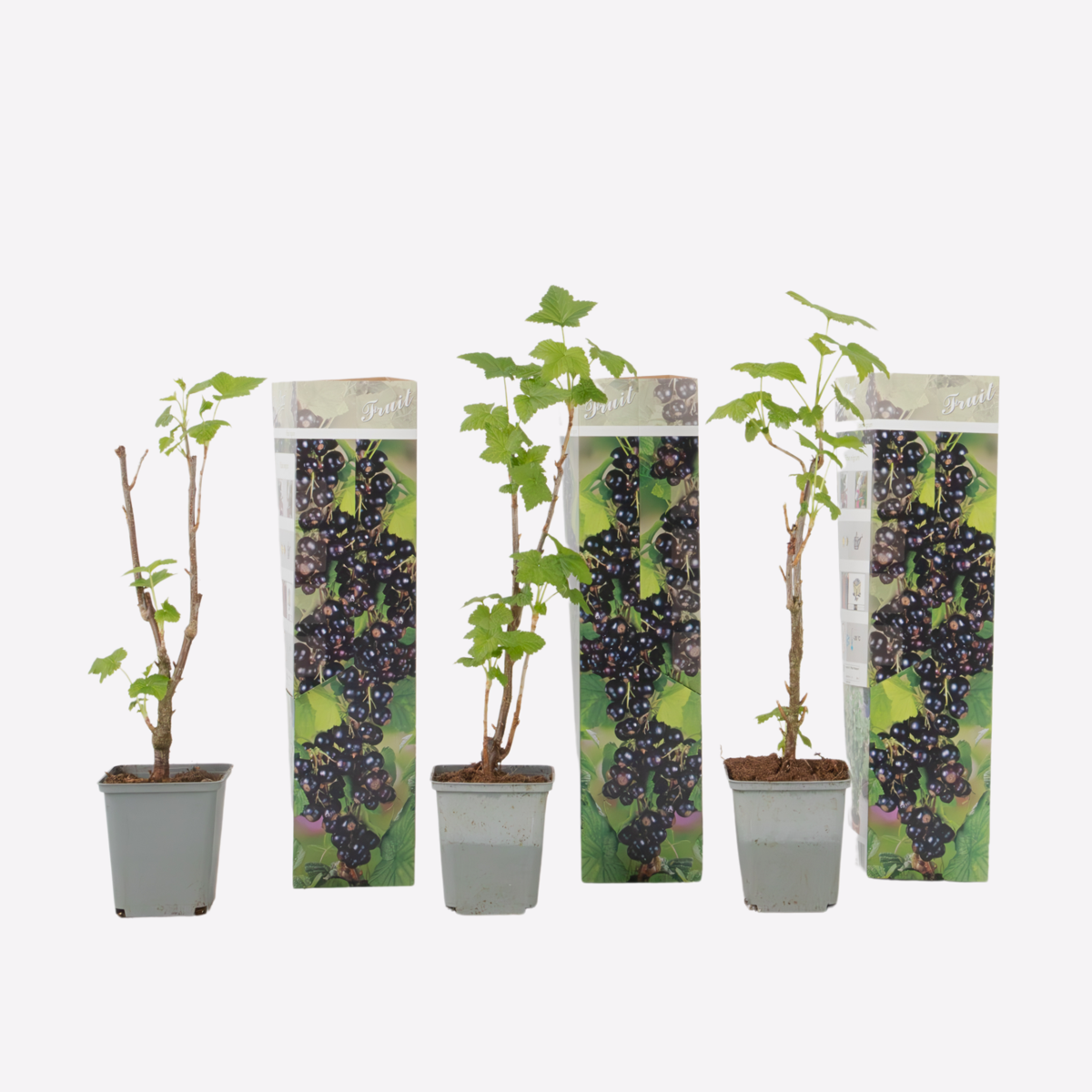 Fruit Trees Schwarze Johannisbeere - 3Er-Set - Ribes Nigrum - Höhe 25-40Cm - ⌀9Cm