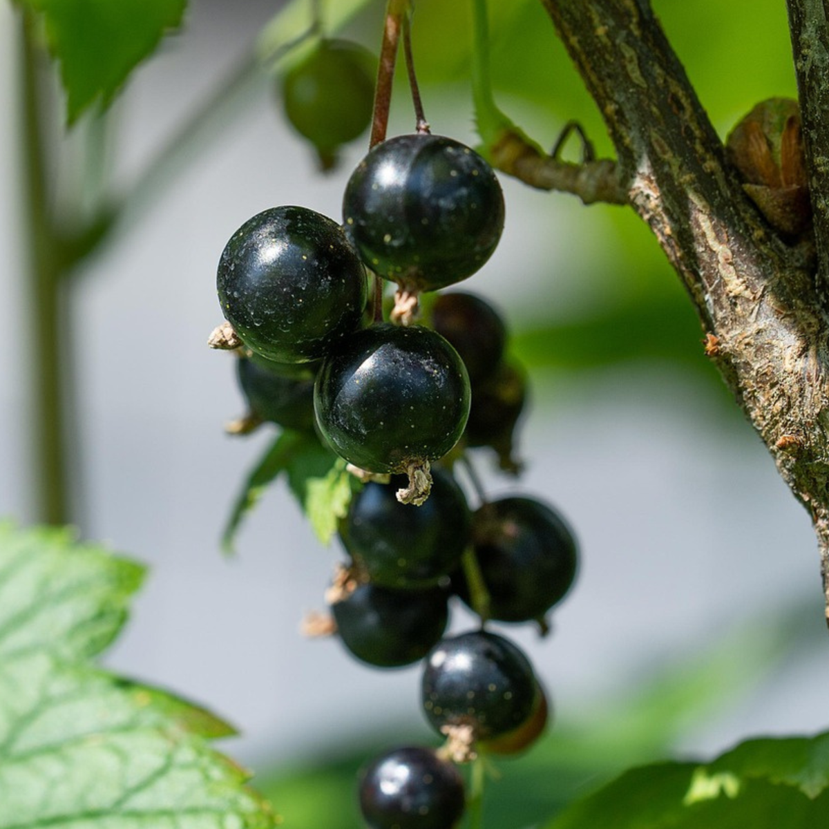 Fruit Trees Schwarze Johannisbeere - 3Er-Set - Ribes Nigrum - Höhe 25-40Cm - ⌀9Cm