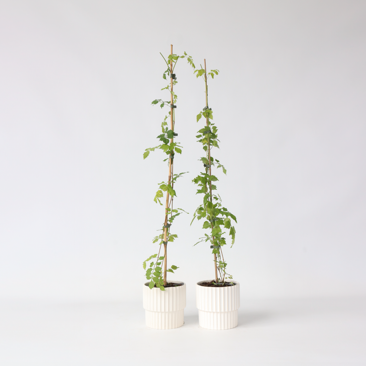 Climbers Trompetenkletterer - 2 Stk - Campsis Radicans - Höhe 110-120Cm - ⌀17Cm