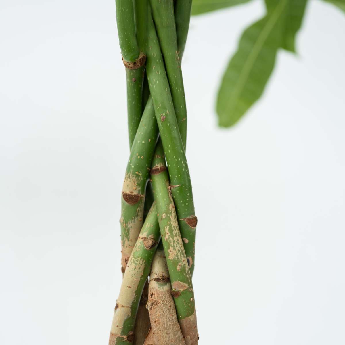 Other Green Houseplants Glückskastanie - Pachira Aquatica - Höhe 100-120Cm - ⌀24Cm