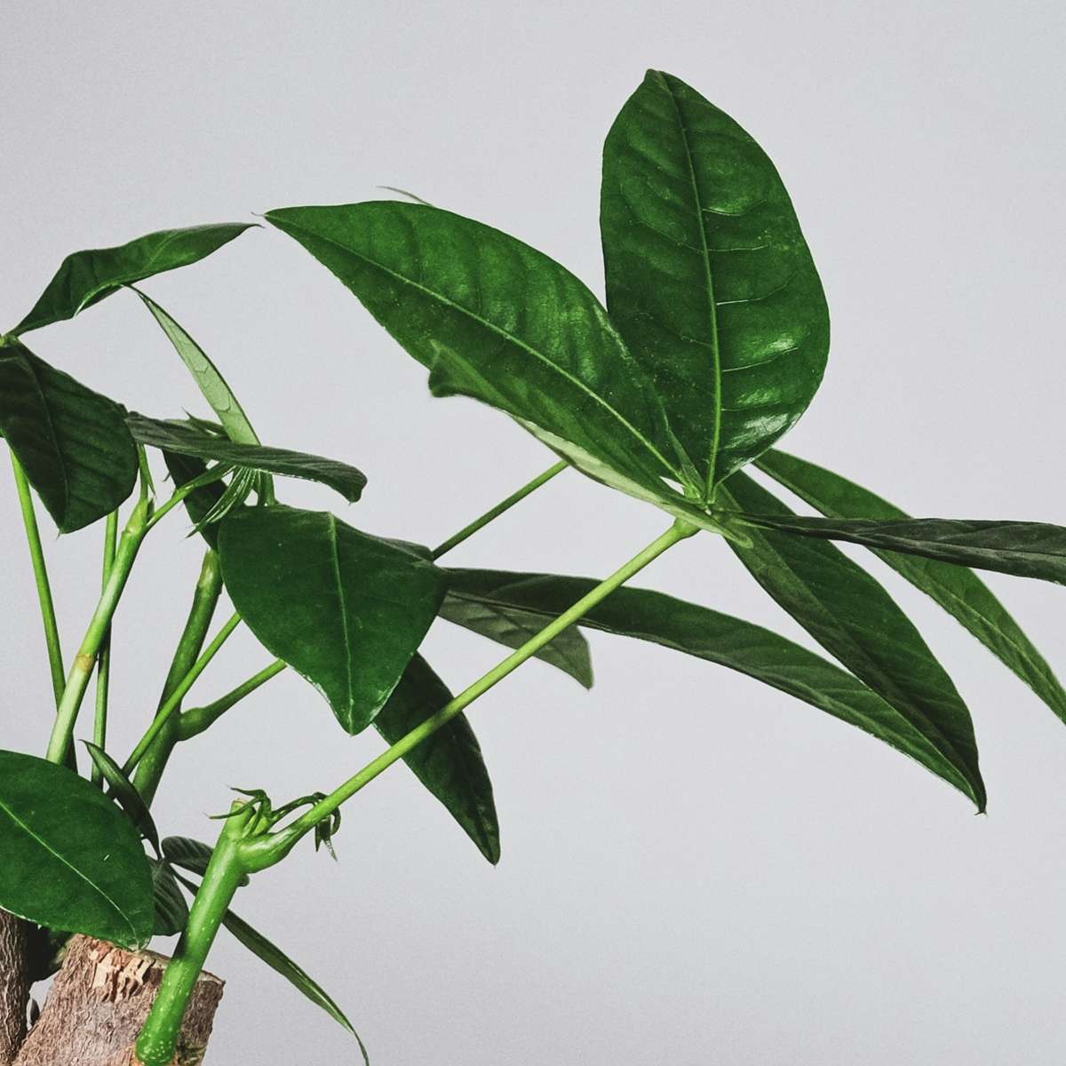 Other Green Houseplants Glückskastanie - Pachira Aquatica - Höhe 100-120Cm - ⌀24Cm