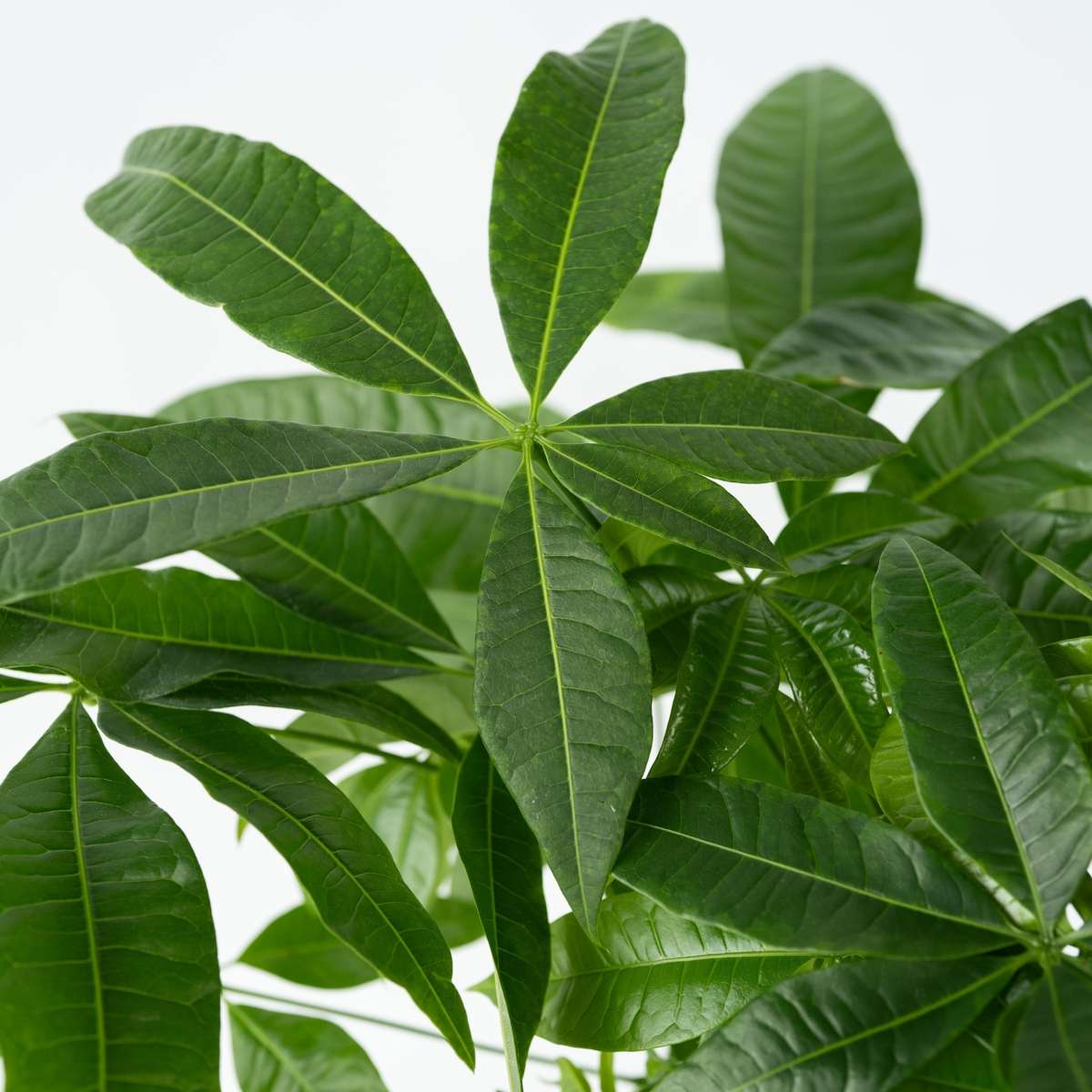 Other Green Houseplants Glückskastanie - Pachira Aquatica - Höhe 100-120Cm - ⌀24Cm