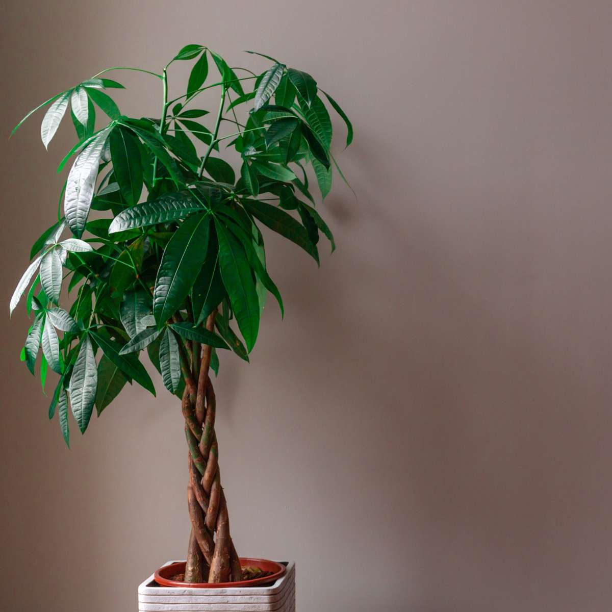 Other Green Houseplants Glückskastanie - Pachira Aquatica - Höhe 100-120Cm - ⌀24Cm