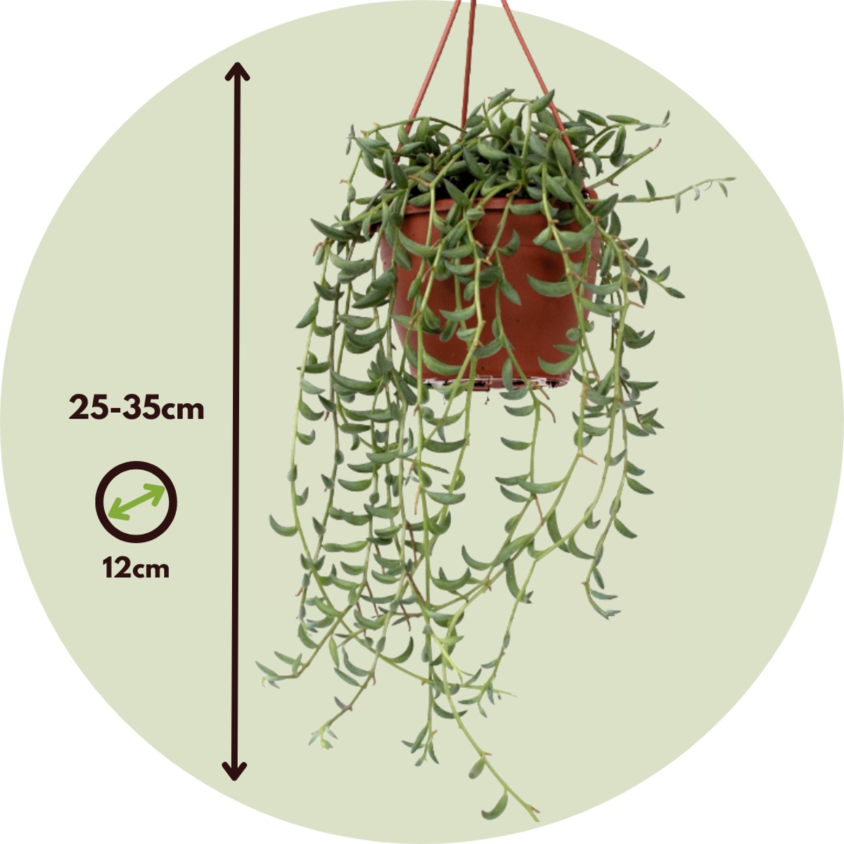 Hanging Plants Perlenkette - Set Von 3 - Senecio - Ø 12Cm