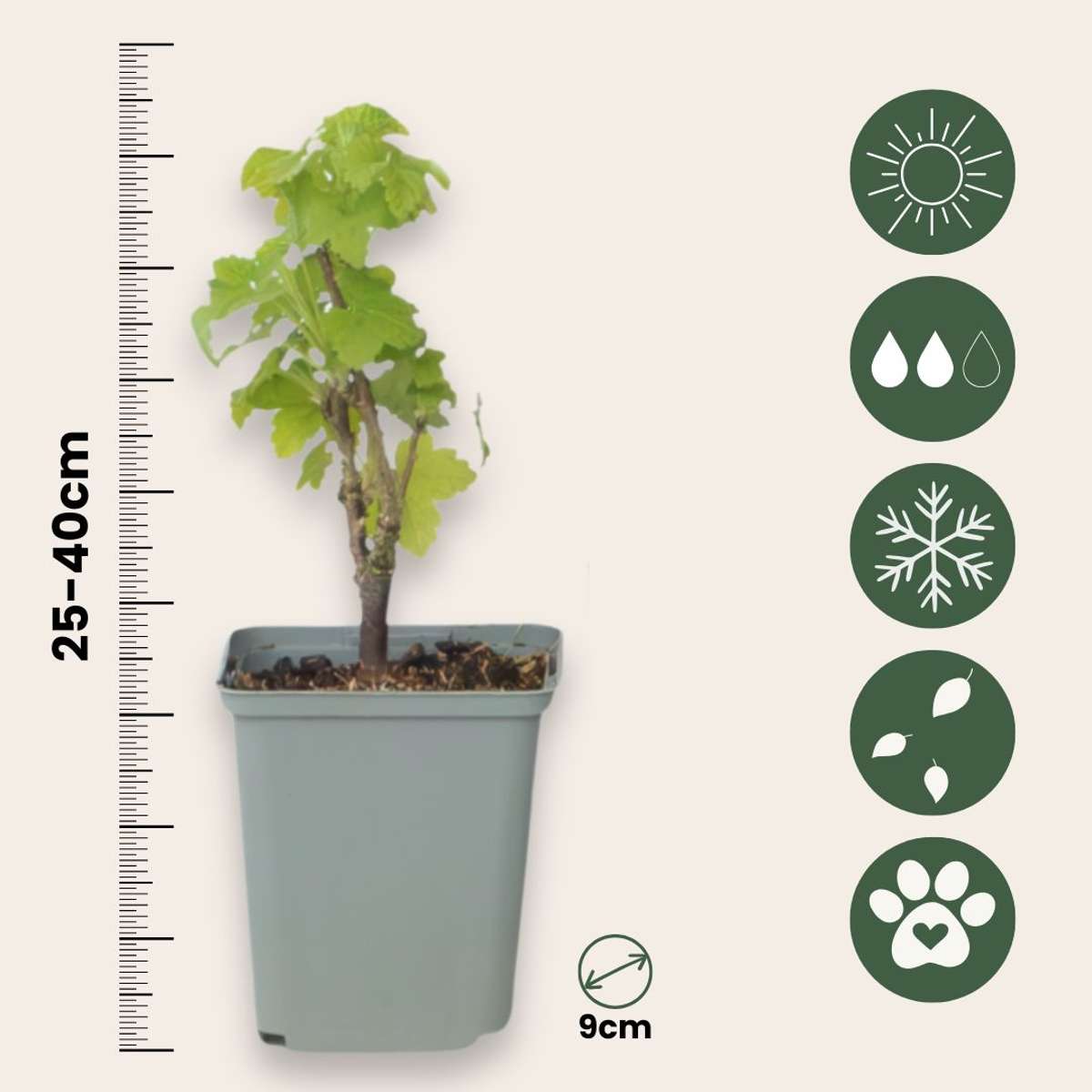 Fruit Trees Rote Johannisbeere - 3Er-Set - Ribes Rubrum - Höhe 25-40Cm - ⌀9Cm