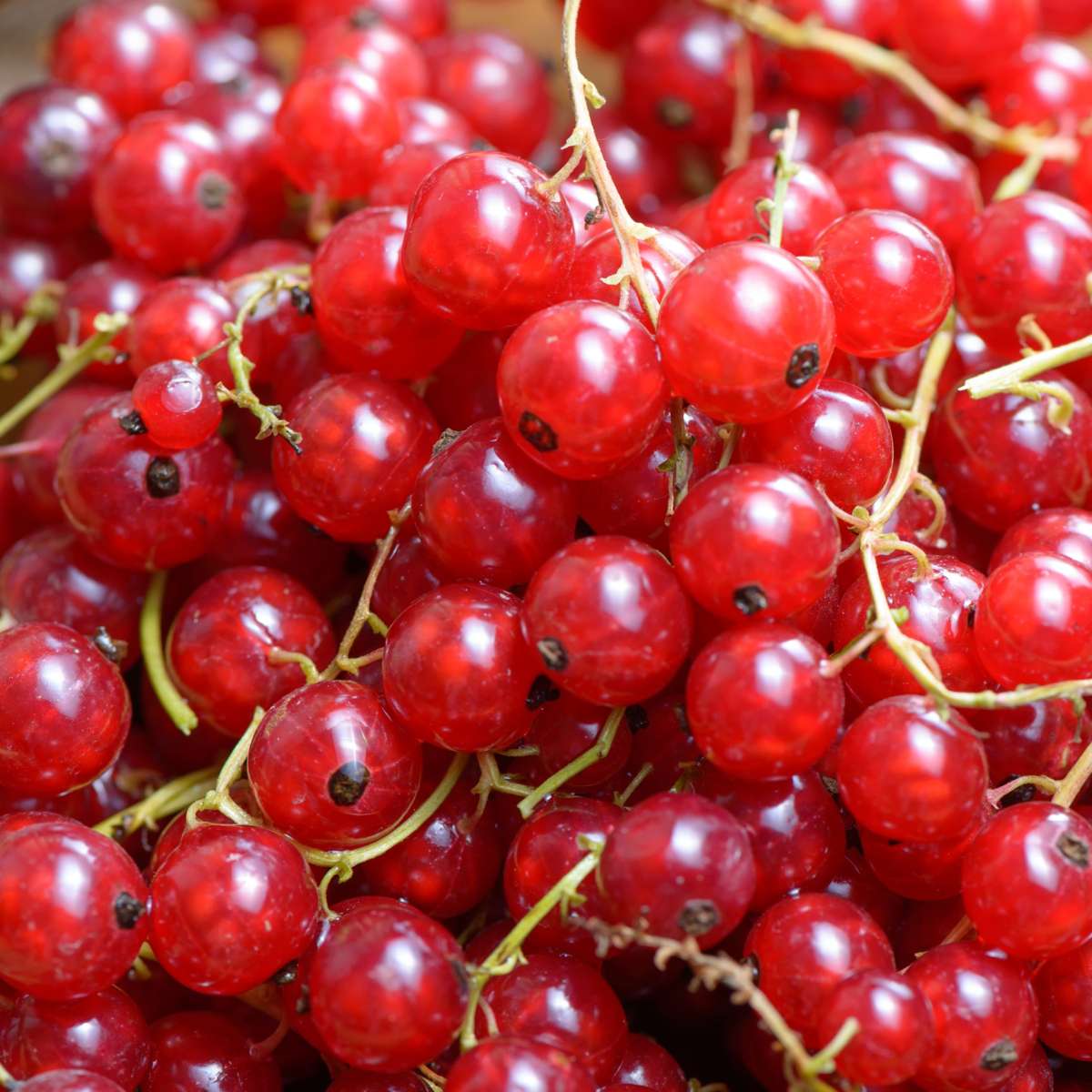 Fruit Trees Rote Johannisbeere - 3Er-Set - Ribes Rubrum - Höhe 25-40Cm - ⌀9Cm