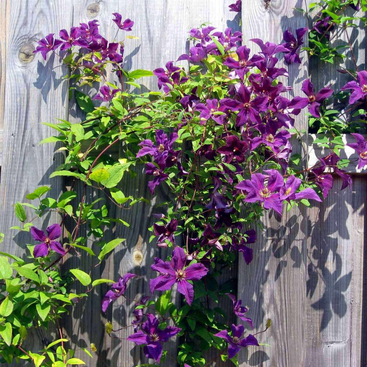 Climbers Waldrebe - 2 Stück - Clematis 'The President' - Höhe 100-120Cm - ⌀17Cm