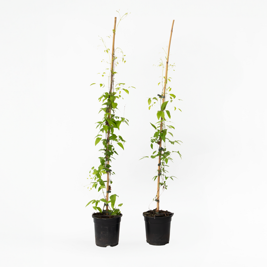 Climbers Waldrebe - 2 Stück - Clematis 'The President' - Höhe 100-120Cm - ⌀17Cm