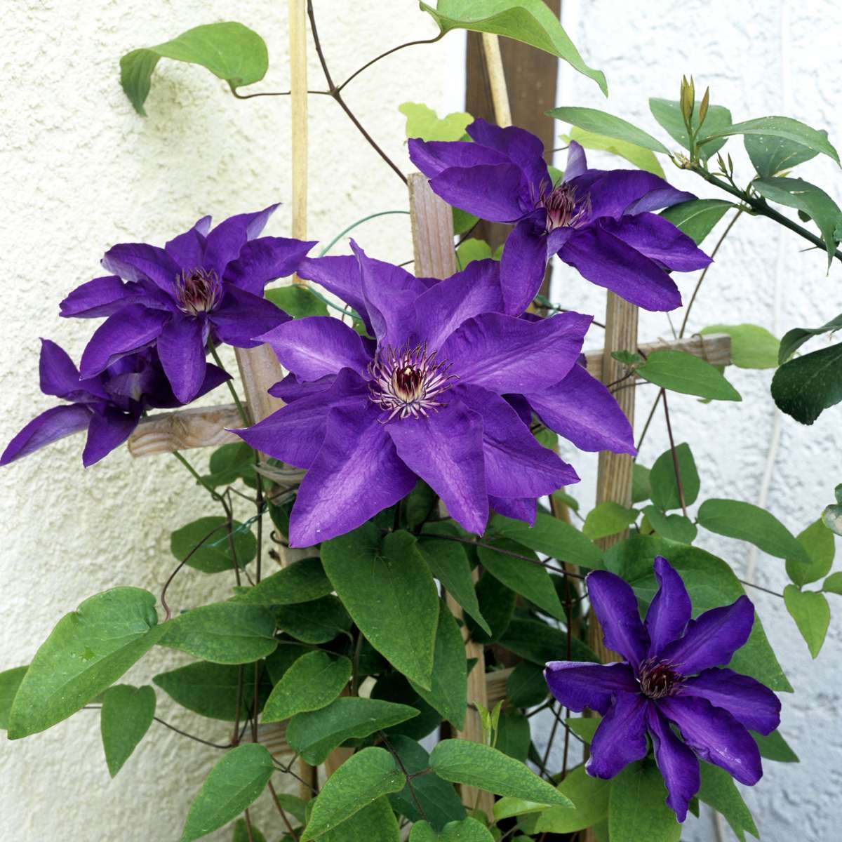 Climbers Waldrebe - 2 Stück - Clematis 'The President' - Höhe 100-120Cm - ⌀17Cm