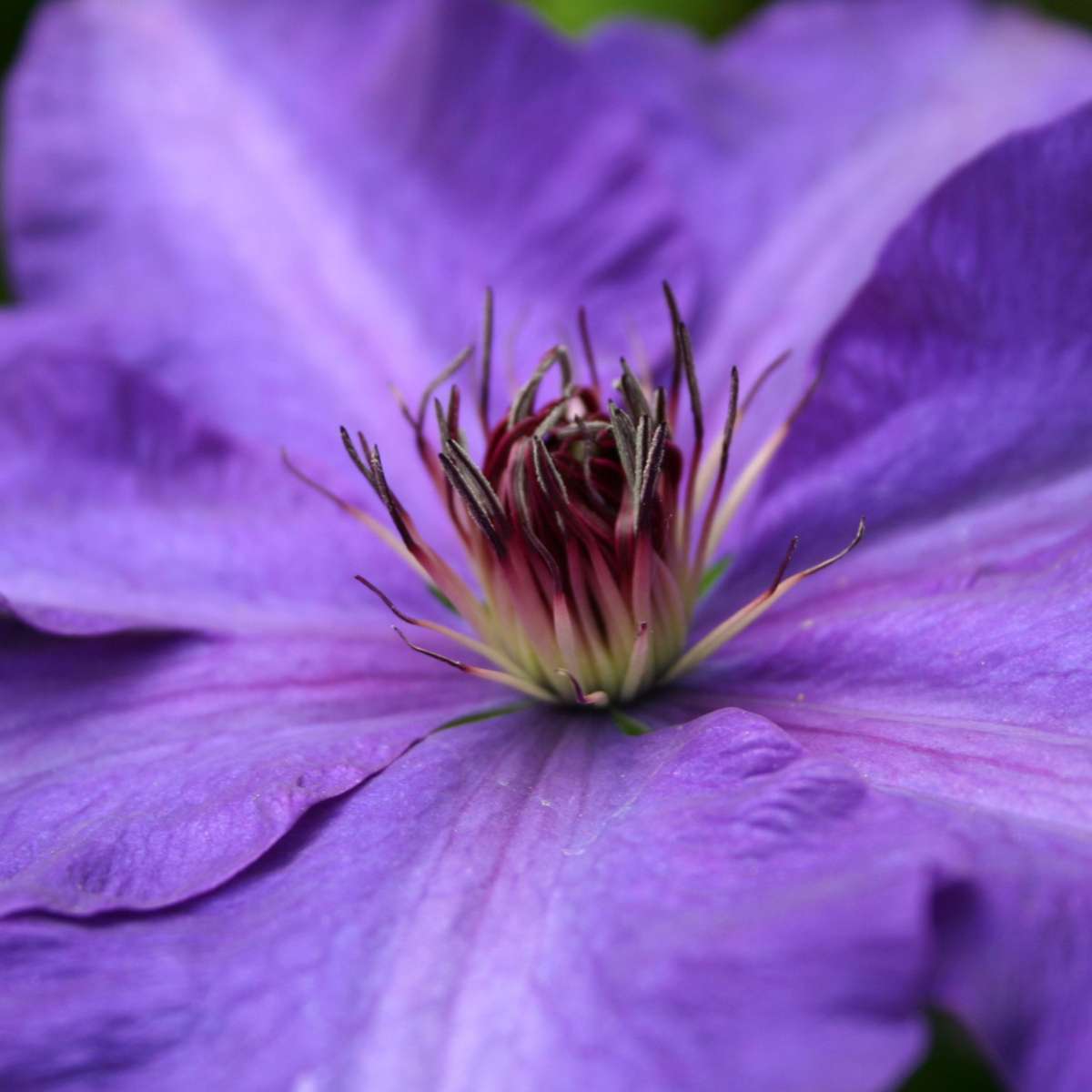 Climbers Waldrebe - 2 Stück - Clematis 'The President' - Höhe 100-120Cm - ⌀17Cm