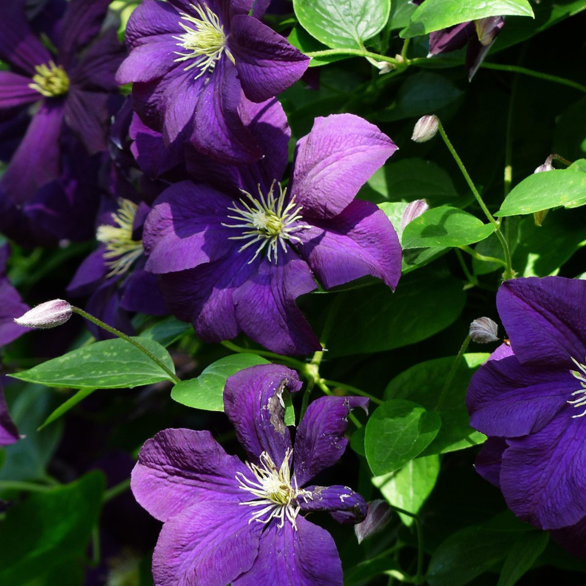 Climbers Waldrebe - Clematis 'The President' - Höhe 100-120Cm - ⌀17Cm
