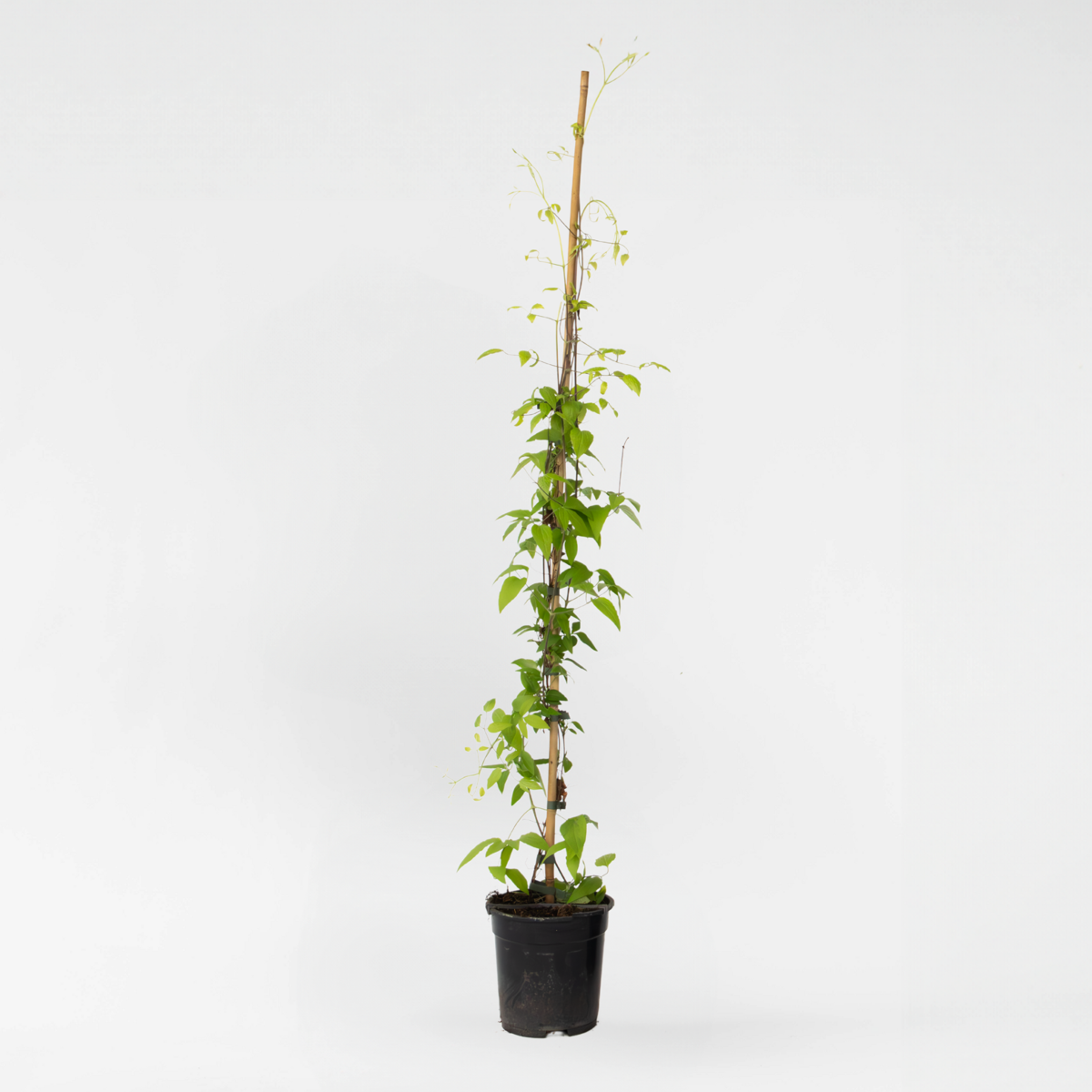 Climbers Waldrebe - Clematis 'The President' - Höhe 100-120Cm - ⌀17Cm